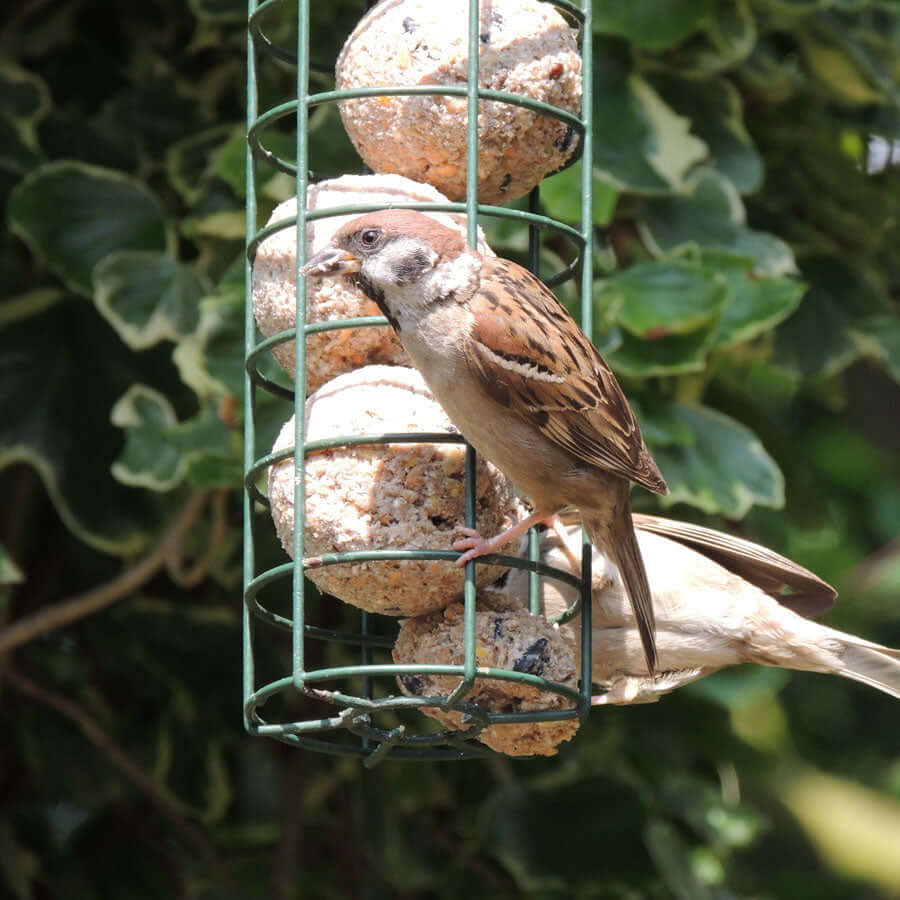 Small super value fat balls in hanging fat ball feeder