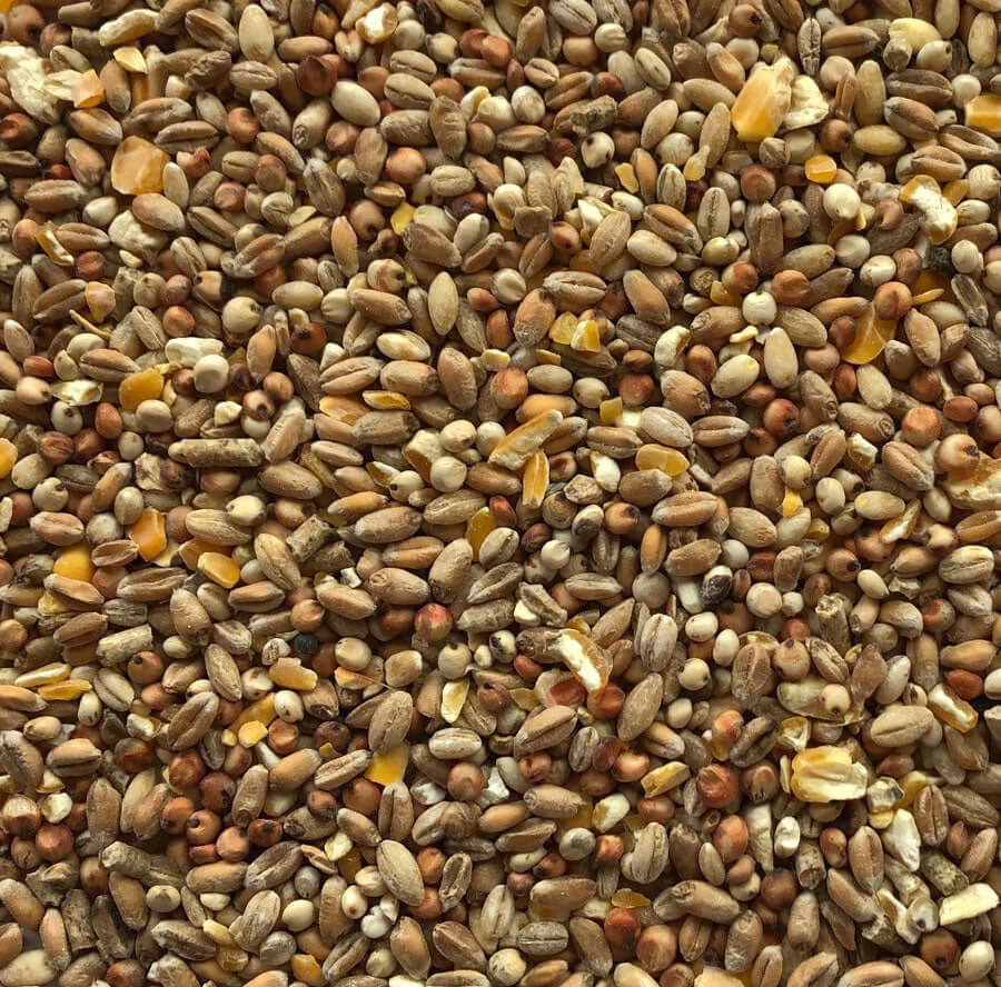 An economical mix of grains with added attractant to help entice pheasants to feeding stations.