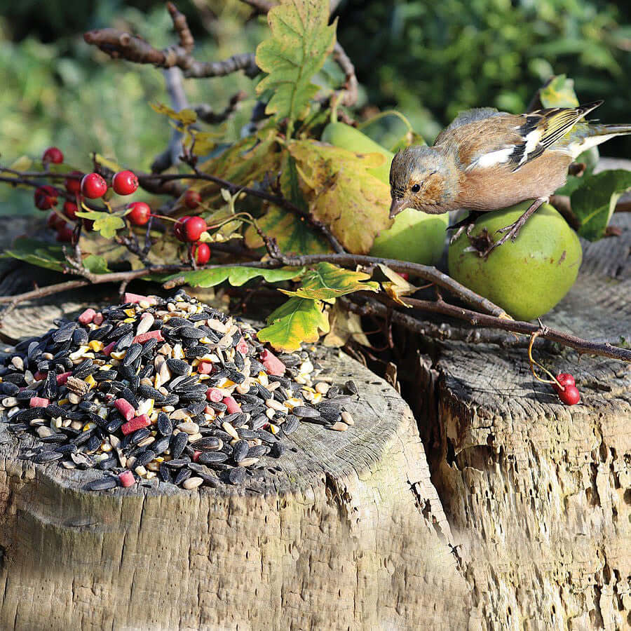 Garden bird food mix containing red berry suet pellets  mixed with black sunflower and sunflower hearts