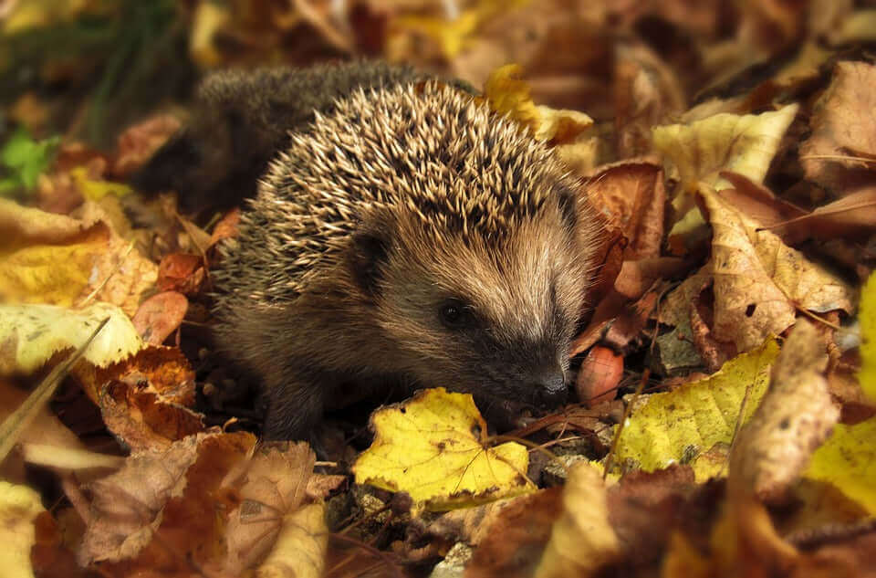 A hedgehog among Autumn leaves - using the Hedgehog Crossing allows hedgehogs to move to different locations with ease. 