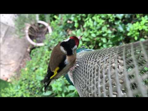 Video of Goldfinches eating Sunflower Hearts from a mesh feeder.