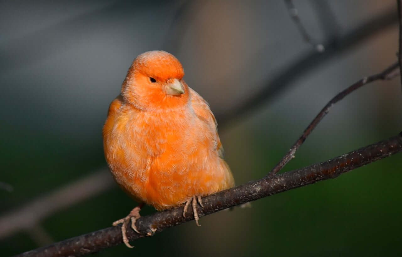 Orange/Red Canary. Haith's De Luxe Canary Food promotes the well-being of canaries.