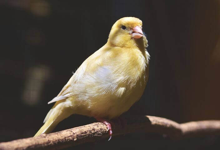Canary with vibrant yellow plumage, to keep healthy feed on Haith's De Luxe Canary.