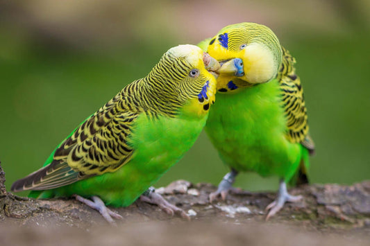 Two adorable Budgies, in a vibrant green & sunny Yellow.