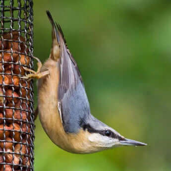 Nuthatch's just love Peanuts,  and will happily feed from a Peanut Feeder from Haith's.