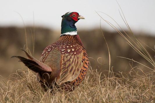 An alert  pheasant - Haith's Garden Pheasant Food is formulated to support the health of pheasants and other game birds.